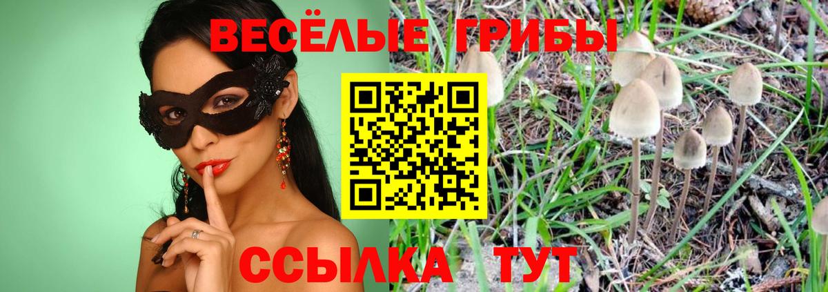 Галлюциногенные грибы Psilocybe  Вход с VPN  Майкоп 